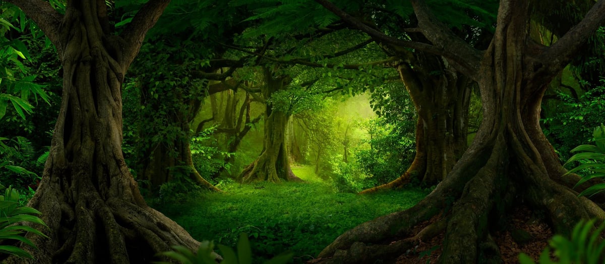 Peaceful forest with sunlight filtering through trees