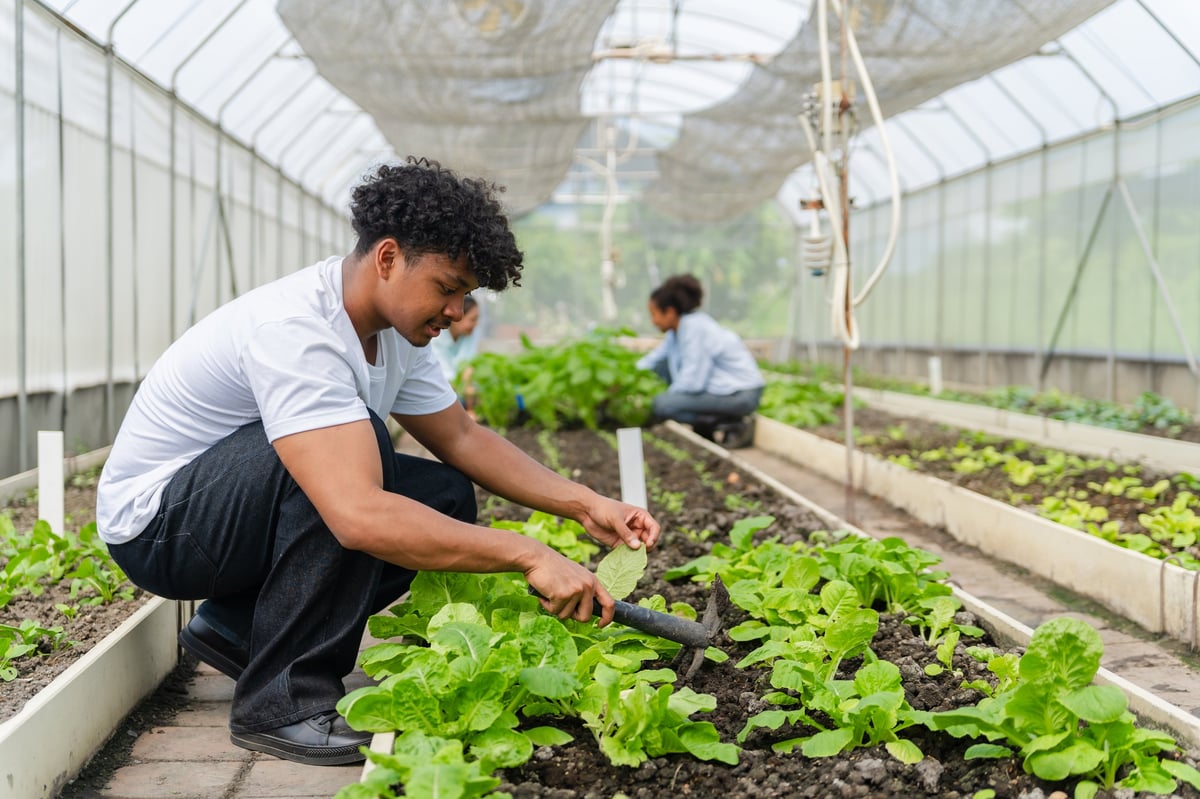 Youth groups inspect vegetables in a greenhouse growing and caring for greens.