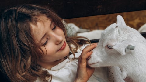 A gentle, emotional moment shows a young child interacting closely with a baby goat inside a warm barn