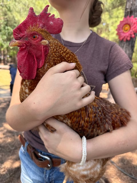 Young person holding a brown rooster with a bright red comb and wattle in an outdoor farm setting.